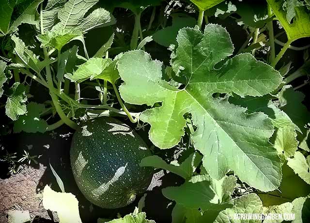 Growing Squash