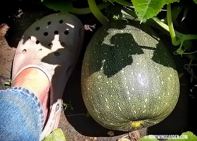 Weird Squash Growing in My Garden