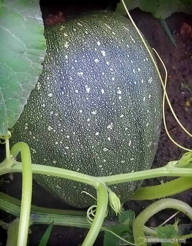 What is this squash?