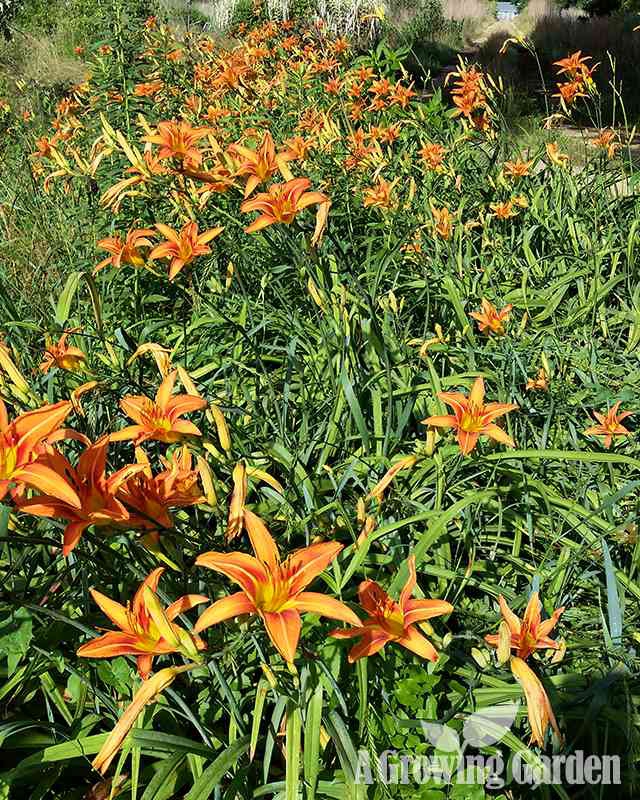 Hemerocallis Fulva