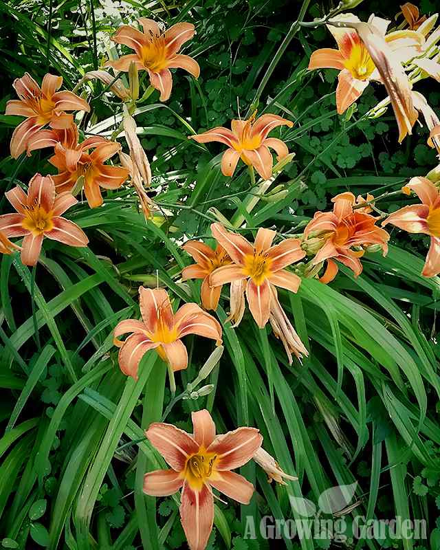 Native Daylilies