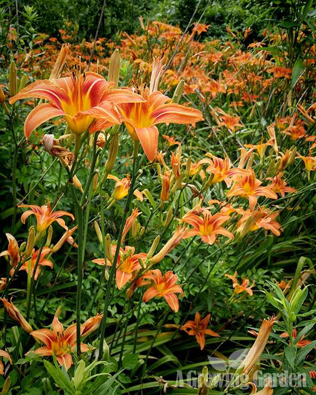 Tiger Daylily