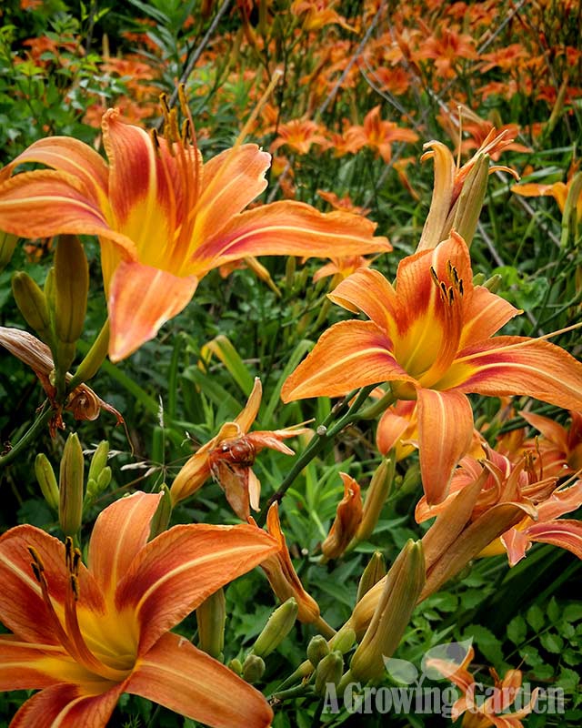 Native Daylilies Along Road