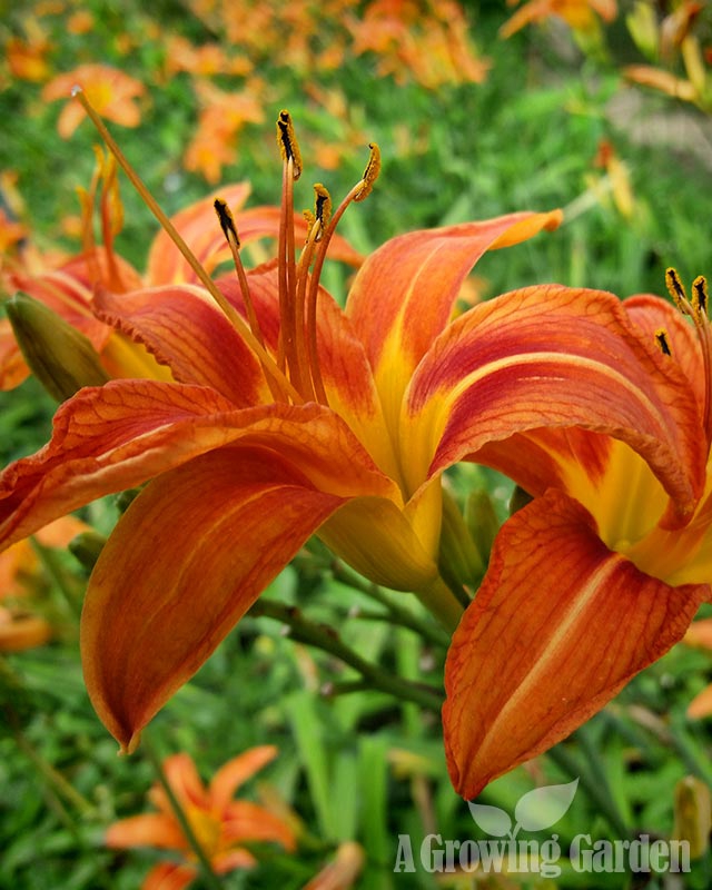 Orange Ditch Lily