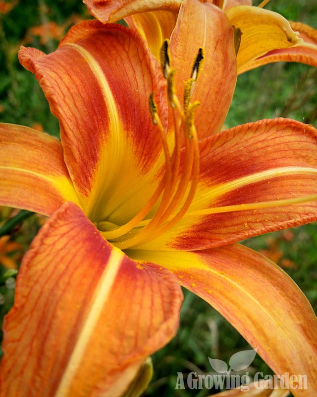 Orange Daylily