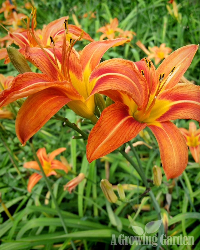 Old Fashioned Daylilies (Hemerocallis Fulva)