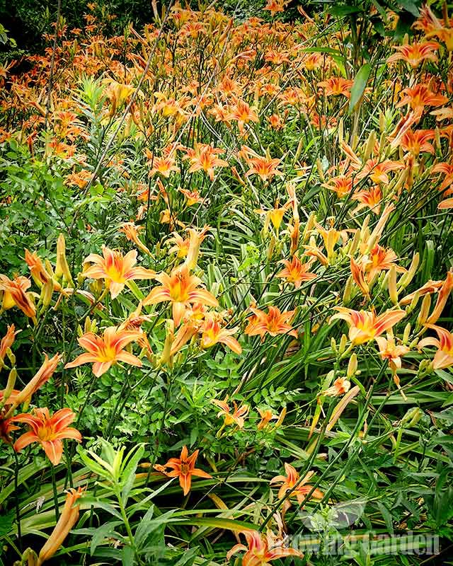 Native Daylilies