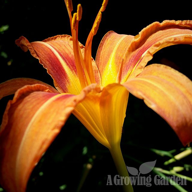 Old Fashioned Daylilies