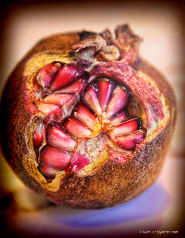 Overripe Pomegranate