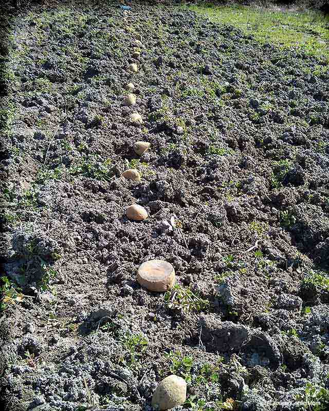 Planting Potatoes the Lazy Way