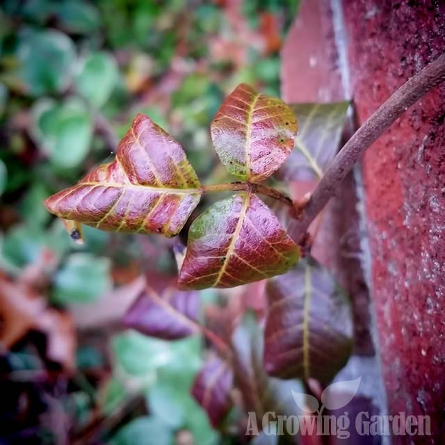 Poison Ivy in Autumn