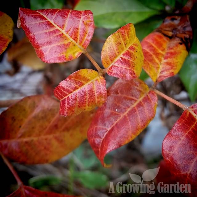 Poison Ivy in Autumn