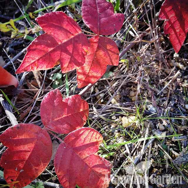 Poison Ivy in Autumn