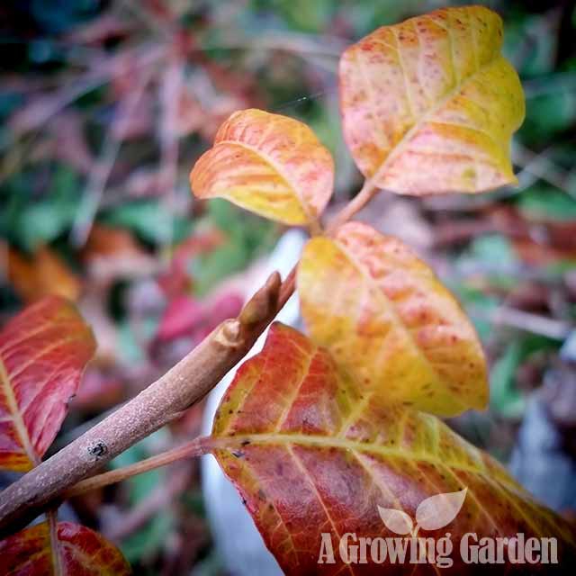 Poison Ivy in Autumn