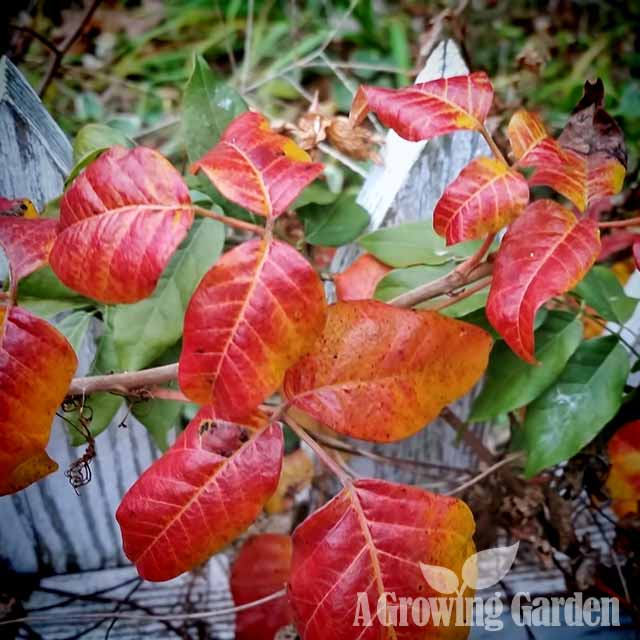Poison Ivy in Autumn