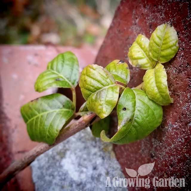 Poison Ivy in Autumn