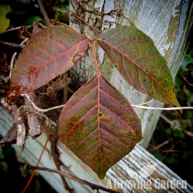 Poison Ivy in Autumn