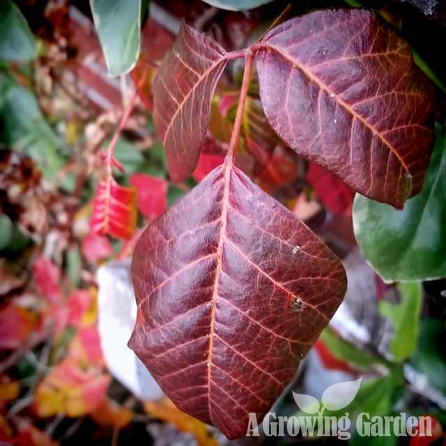 Poison Ivy in Autumn