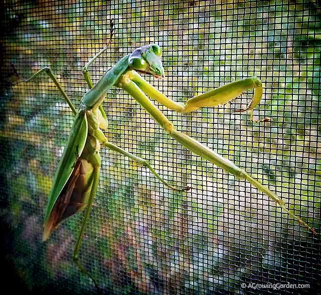 The Praying Mantises are still hanging in there...