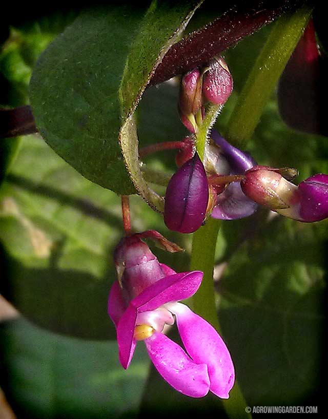 Purple Podded Bean Flower