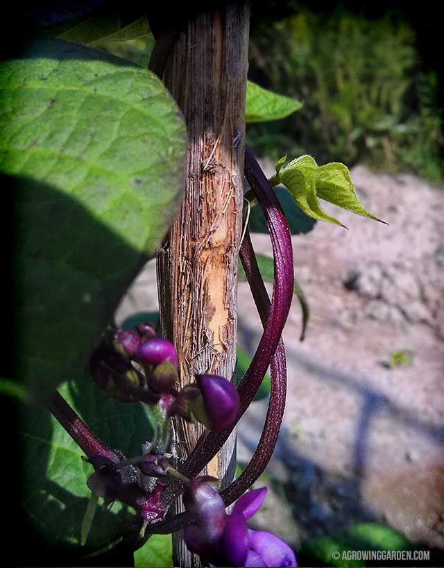 Purple Pole Bean Flower