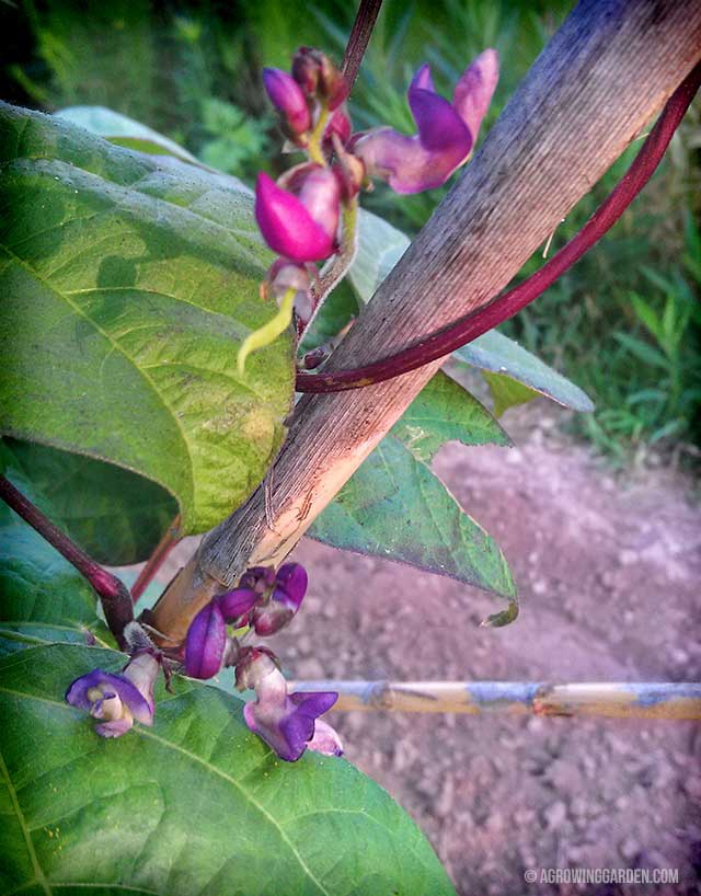 Purple Podded Pole Bean Flower