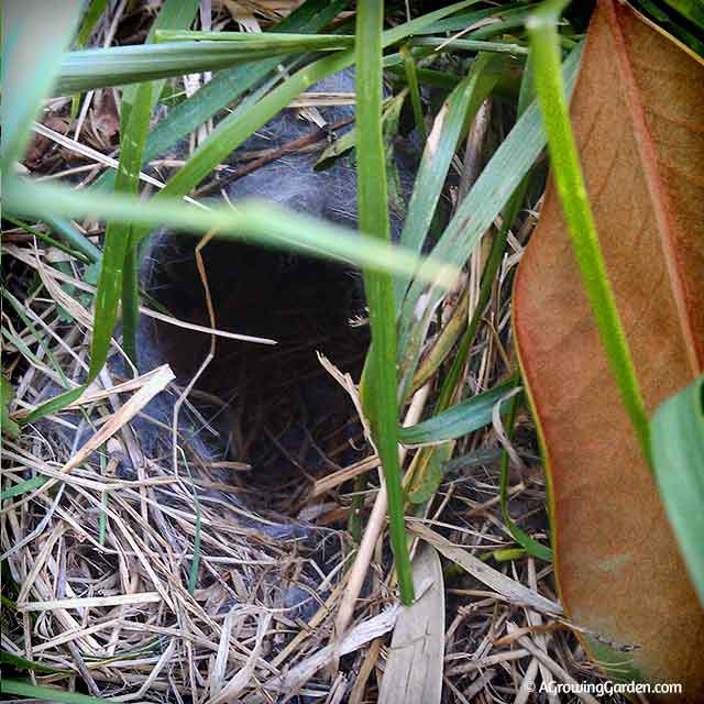 Empty Rabbit Nest