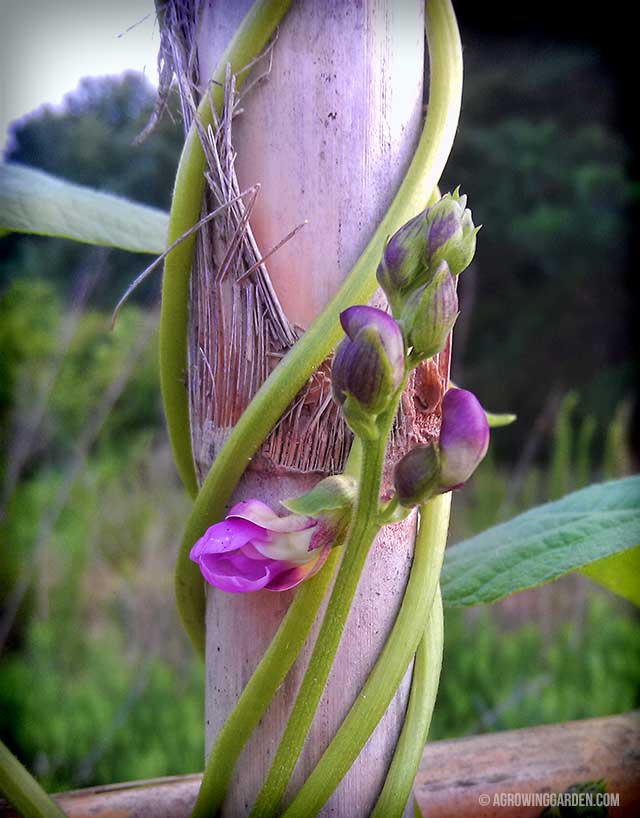 Rattlesnake Bean Flowers