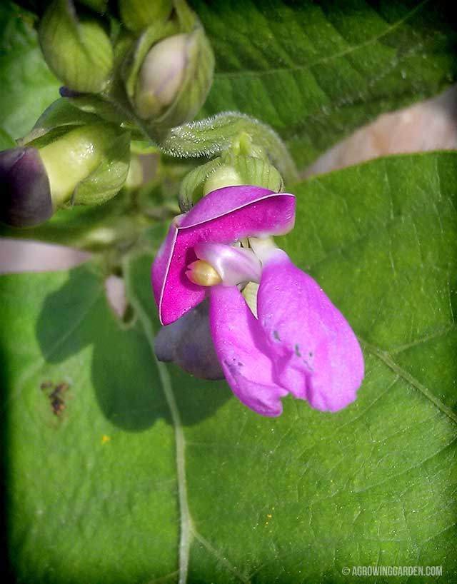 The Beauty of Bean Flowers