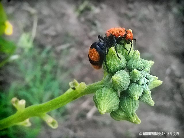 Red Velvet Ant