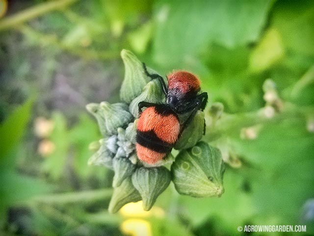 Red Velvet Ant