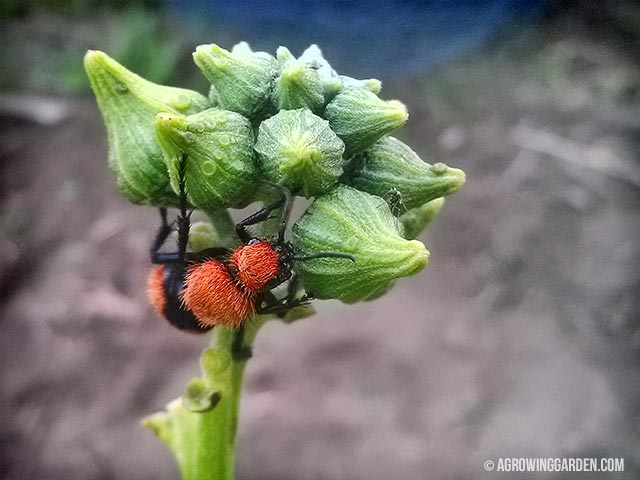 Red Velvet Ants