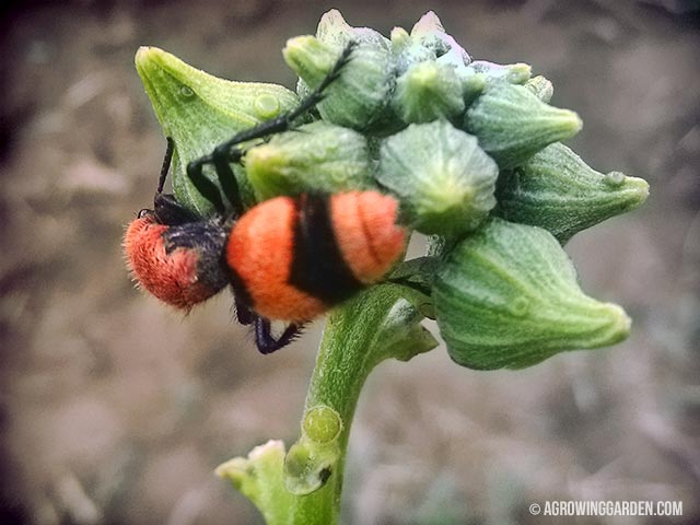 Red Velvet Ants