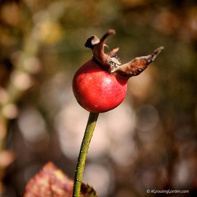 Rose hips