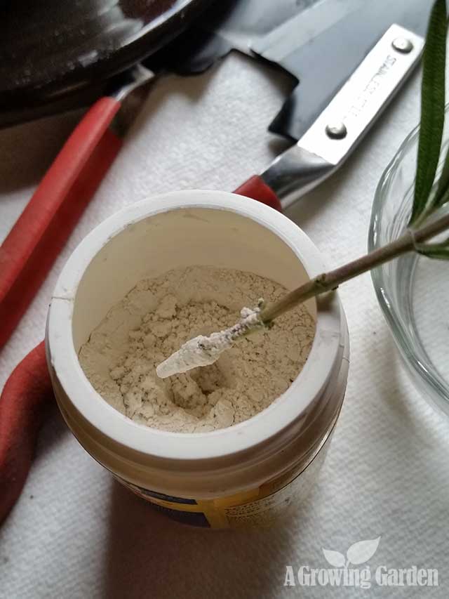 How to Propagate Rosemary from Cuttings