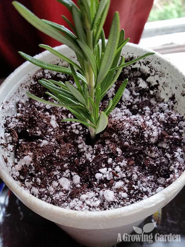 How to Propagate Rosemary from Cuttings