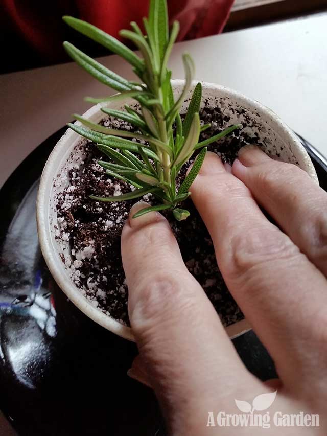 How to Propagate Rosemary from Cuttings