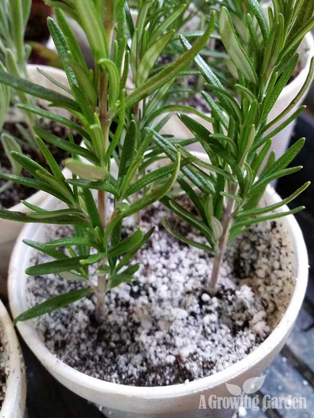 How to Propagate Rosemary from Cuttings