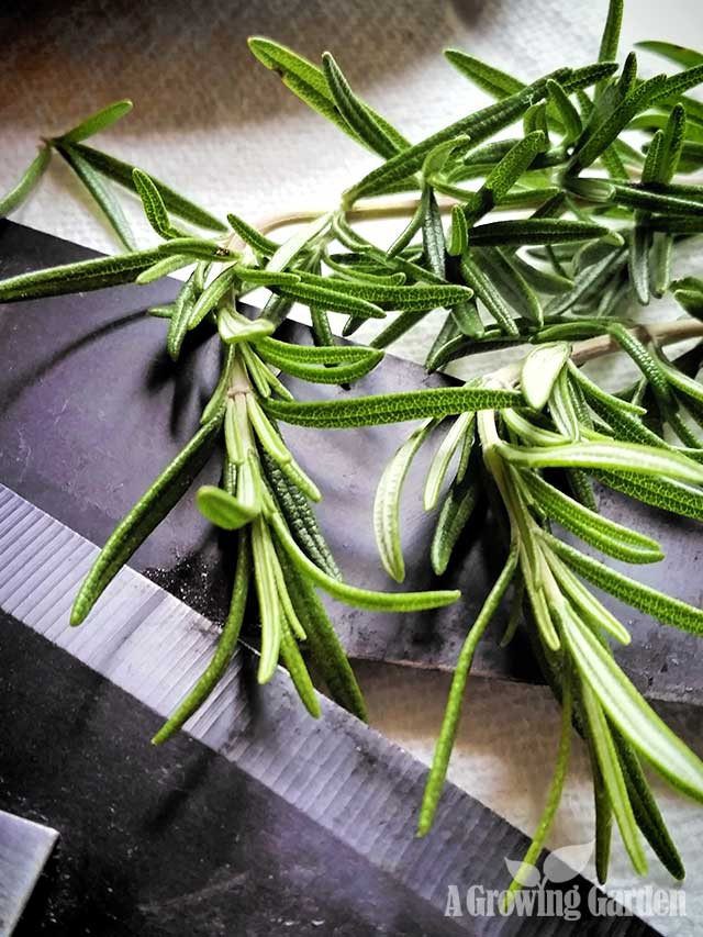 Propagating Rosemary From Cuttings