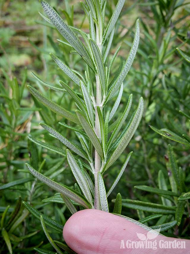 How to Propagate Rosemary from Cuttings