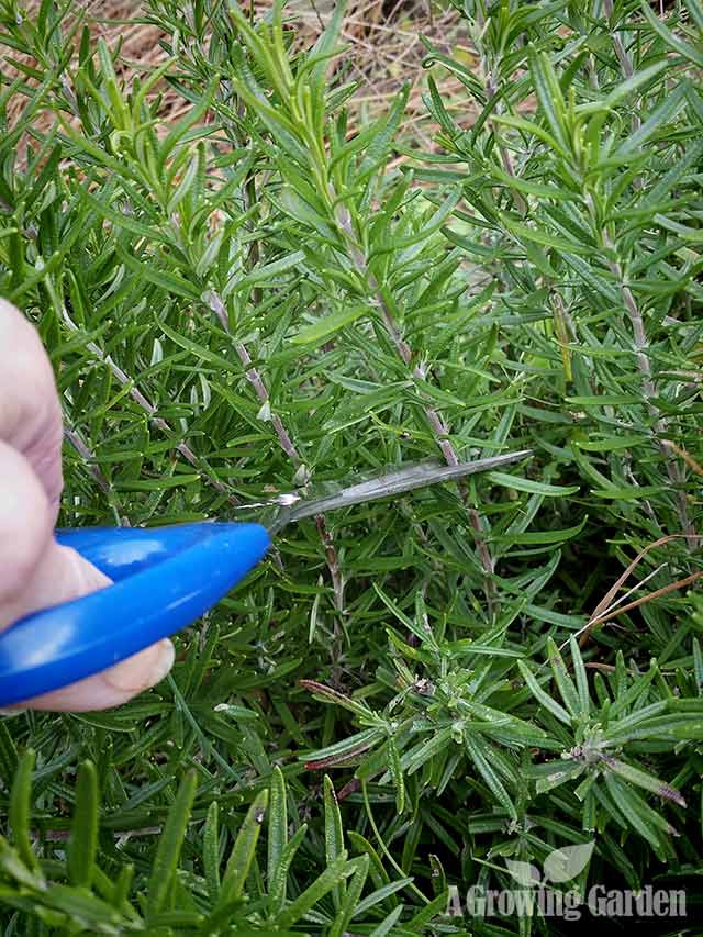 Propagating Rosemary from Cuttings
