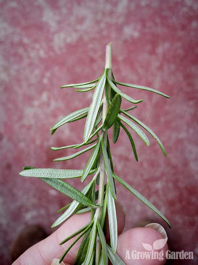 Rosemary Cuttings