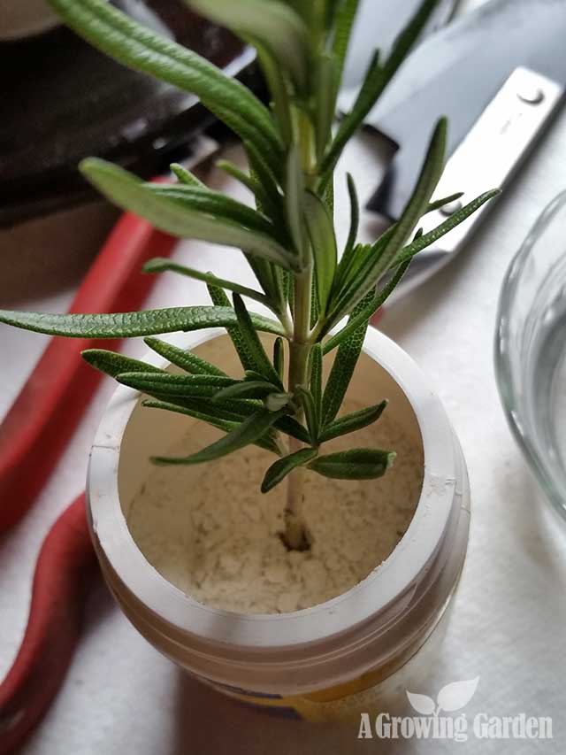 How to Propagate Rosemary from Cuttings