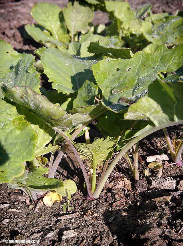 Rutabaga growing in garden