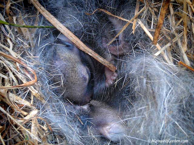 Baby Rabbits in Nest