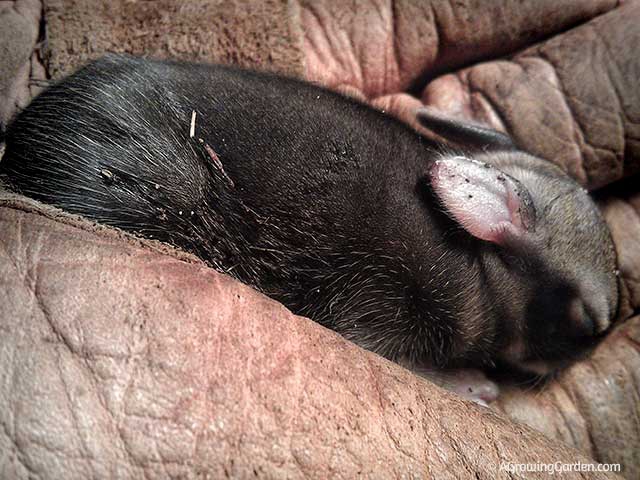 Rescued Baby Bunny