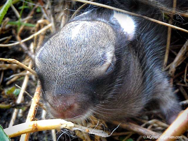 Baby Cottontail Rabbit