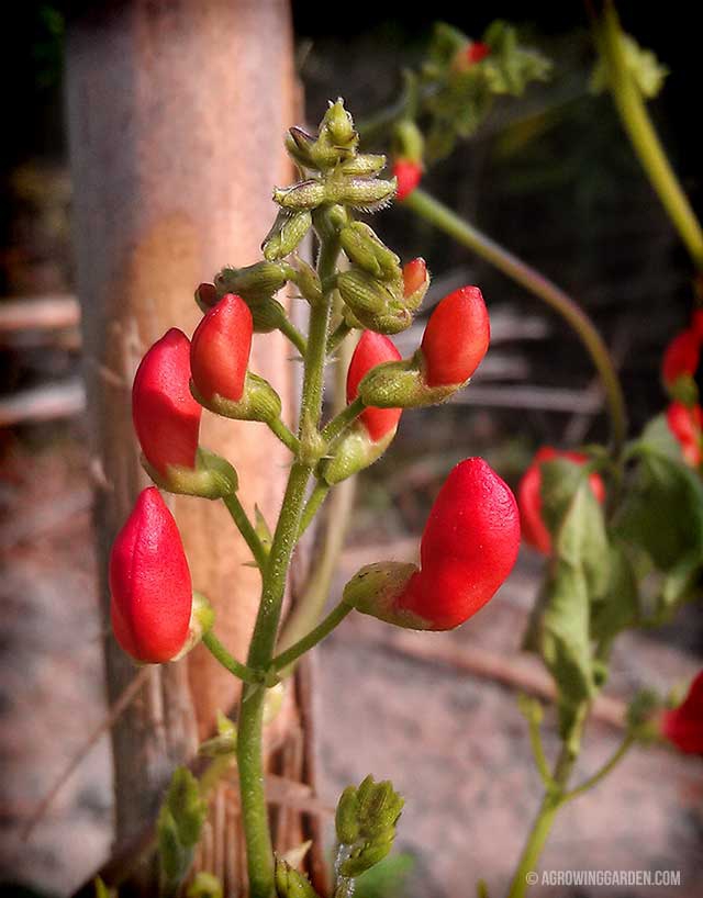 Scarlet Runner Bean Flowers