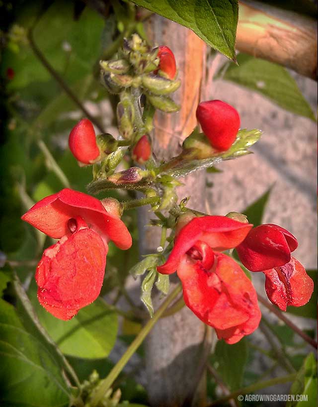 Scarlet Runner Bean Flowers