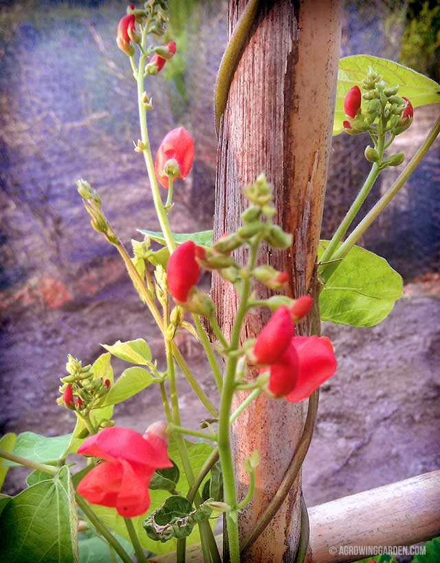 Scarlet Runner Bean Flowers 